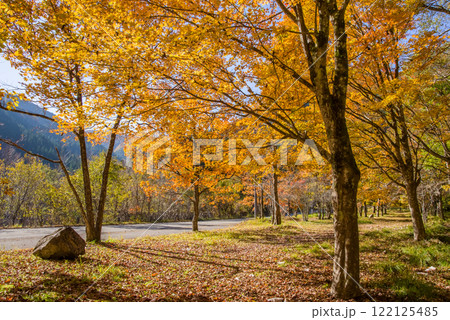 美しいカエデの紅葉・国道257号線沿い《岐阜県清見町》 美しいカエデの紅葉・国道257号線沿い《岐阜県清見町》 122125485