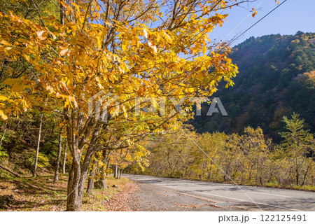 美しいカエデの紅葉・国道257号線沿い《岐阜県清見町》 美しいカエデの紅葉・国道257号線沿い《岐阜県清見町》 122125491