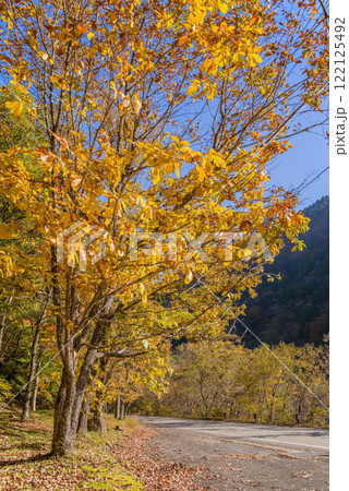 美しいカエデの紅葉・国道257号線沿い《岐阜県清見町》 122125492