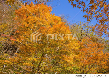 美しいカエデの紅葉・国道257号線沿い《岐阜県清見町》 美しいカエデの紅葉・国道257号線沿い《岐阜県清見町》 122125493