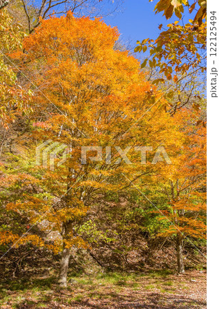 美しいカエデの紅葉・国道257号線沿い《岐阜県清見町》 122125494