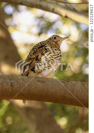 トラツグミ 122126617