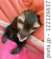 人間風お昼寝フェレット 122126637