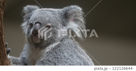 木の上でくつろぐ可愛いコアラ 木の上でくつろぐ可愛いコアラ 122126644