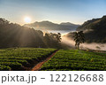 Serene Sunrise Over Lush Green Valley of Nor Lair Strawberry plantation 122126688