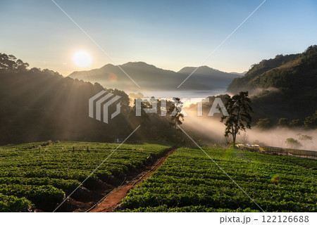 Serene Sunrise Over Lush Green Valley of Nor Lair Strawberry plantation 122126688