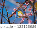 Bird Perched on Cherry Blossom Branch in Springtime 122126689