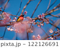 Vibrant Bird Among Cherry Blossom Branches 122126691