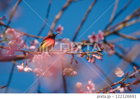Vibrant Bird Among Cherry Blossom Branches 122126691