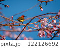 Colorful Bird on Cherry Blossom Branch 122126692