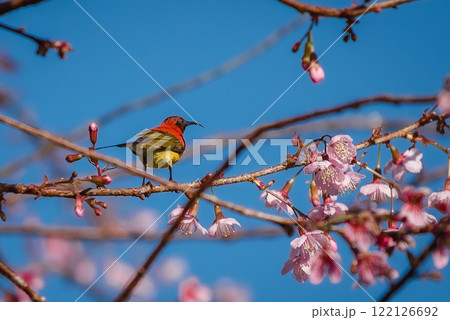 Colorful Bird on Cherry Blossom Branch Colorful Bird on Cherry Blossom Branch 122126692
