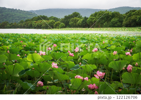 A vibrant view of Komarov lotus blooming in Primorsky Krai, Russia, with green leaves and a calm lake under a cloudy sky A vibrant view of Komarov lotus blooming in Primorsky Krai, Russia, with green leaves and a calm lake under a cloudy sky 122126706