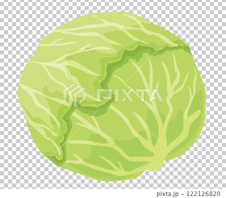 キャベツ 122126820