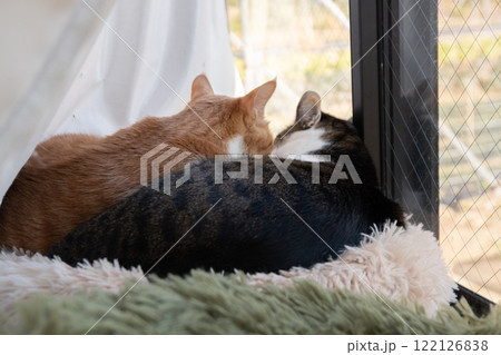 窓辺でくつろぐ二匹の猫の後ろ姿 122126838