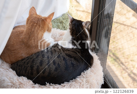 窓辺でくつろぐ二匹の猫の後ろ姿 122126839