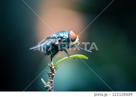 Blue Bottle Fly 122126884