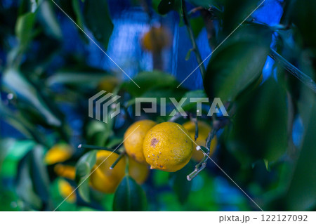 庭の柚の木　花柚 122127092