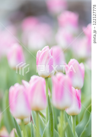 ふなばしアンデルセン公園のチューリップ ふなばしアンデルセン公園のチューリップ 122127778