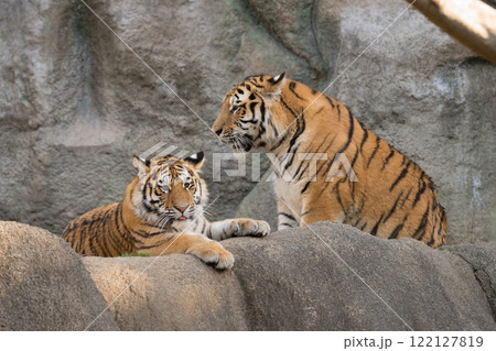 岩場のアムールトラの兄妹 岩場のアムールトラの兄妹 122127819