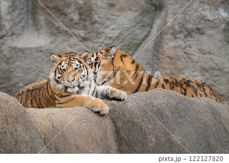 岩場のアムールトラの兄妹 122127820