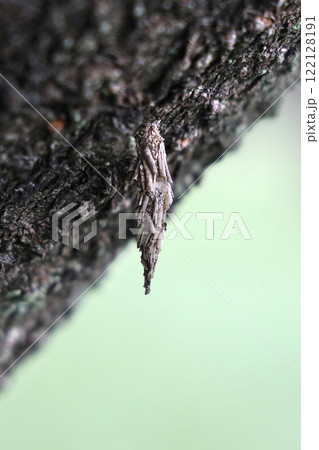 ミノムシ 122128191