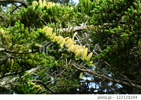 密集するモミの木の松ぼっくり 122128204