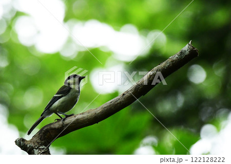 枝に止まる夏のシジュウカラ 122128222
