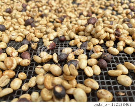 coffee beans drying on a raised mesh bed inside a greenhouse. The beans, in various stages of drying, display golden hues with some darker ones interspersed, coffee processing method used in farms 122128468
