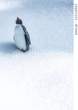 ペンギン 122128925