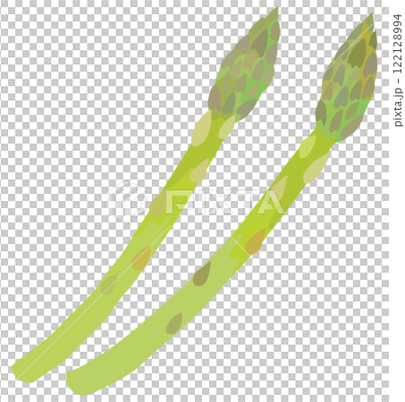 アスパラガス 野菜 ベクター素材 122128994