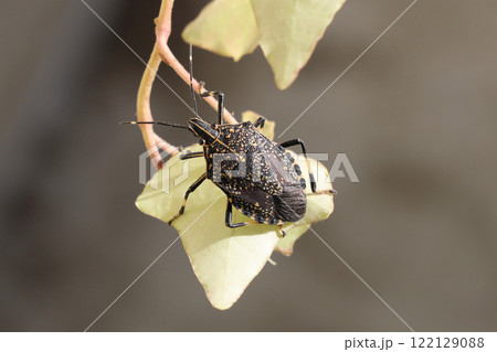 キマダラカメムシ 122129088
