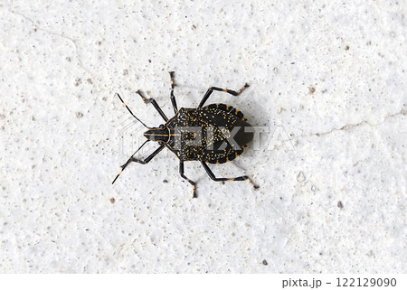 キマダラカメムシ 122129090