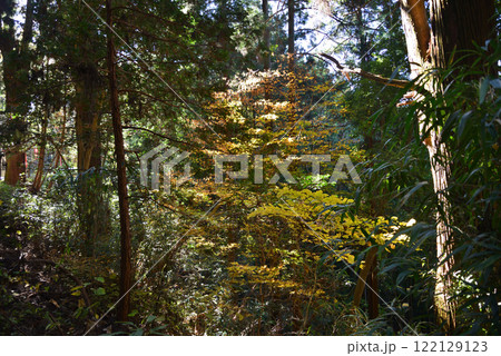 鷲子（とりのこ）山上神社　＃7 122129123