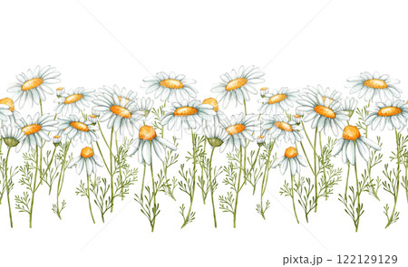 Chamomile seamless border. Frame with flowers and branches of daisy flowers. 122129129