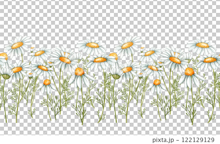 Chamomile seamless border. Frame with flowers and branches of daisy flowers. 122129129