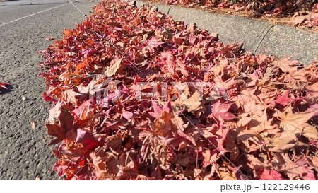 道路に落ちた紅葉1 122129446