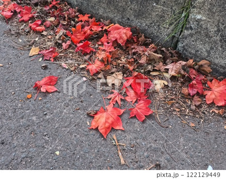 紅葉している落ち葉 紅葉している落ち葉 122129449