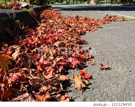 道路に落ちた紅葉3 道路に落ちた紅葉3 122129450