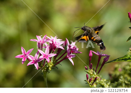 ホシホウジャク 122129754