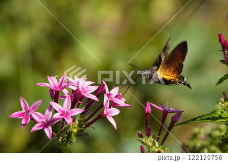 ホシホウジャク ホシホウジャク 122129756