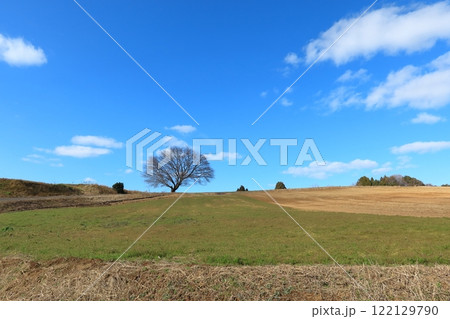 冬の田住の一本桜　1 122129790