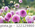 光を受けているピンクのダリアの花 122129860