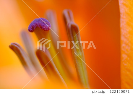 美しいゆりの花 美しいゆりの花 122130071