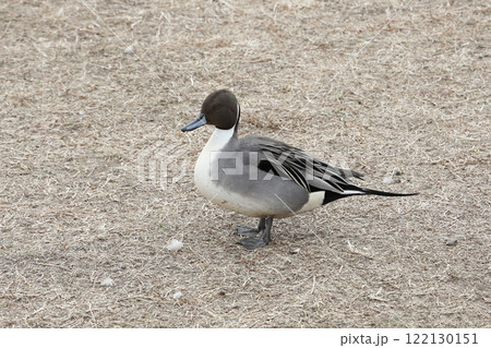 オナガガモ オス オナガガモ オス 122130151