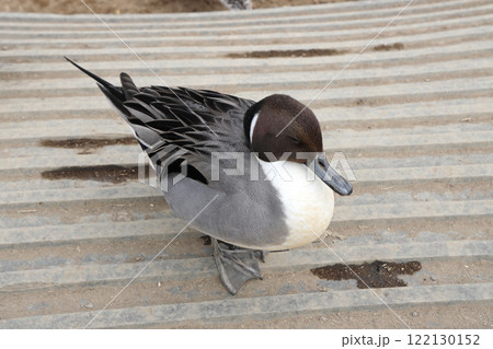 オナガガモ オス 122130152