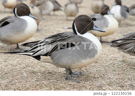 オナガガモ オス オナガガモ オス 122130156