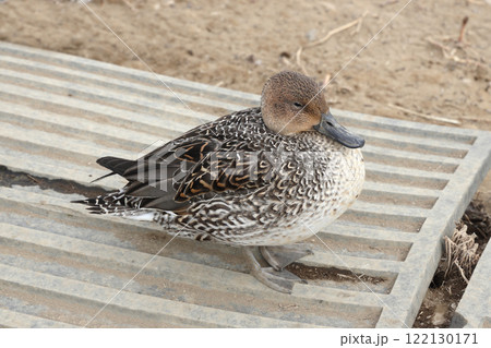 オナガガモ メス 雌 122130171