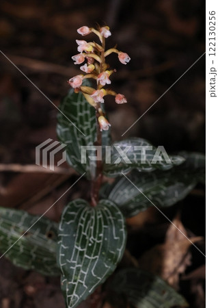 自然　植物　カゴメラン、一月初めの石垣島。常緑樹の囲まれた林道脇で 122130256