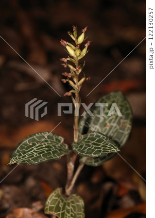 自然 植物 カゴメラン、花が終わった直後。子房か膨らみ始めています 自然 植物 カゴメラン、花が終わった直後。子房か膨らみ始めています 122130257