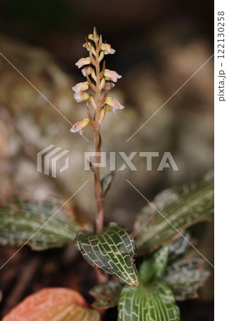 自然　植物　カゴメラン、石灰岩質の土壌を好むそうです。背景はお誂え向きの石灰岩? 122130258